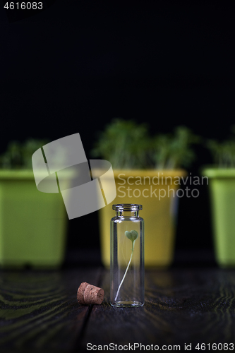 Image of Genetically modified plants concept