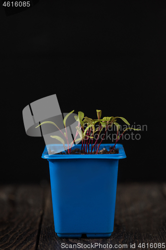 Image of Pepper growing in a pot