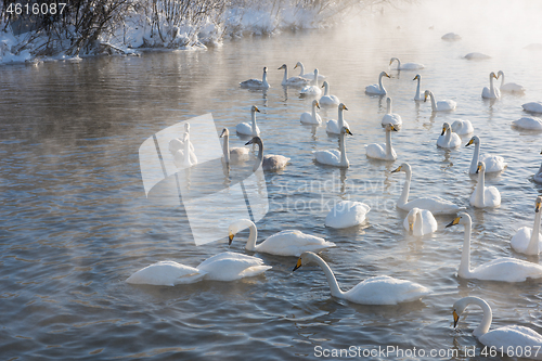 Image of Beautiful white whooping swans