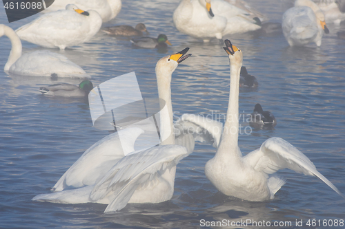 Image of Beautiful white whooping swans