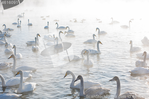 Image of Beautiful white whooping swans