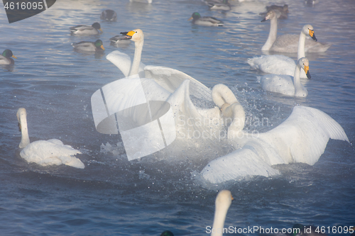 Image of Beautiful white whooping swans