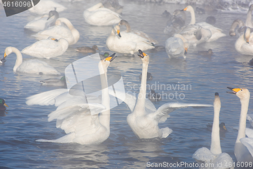 Image of Beautiful white whooping swans