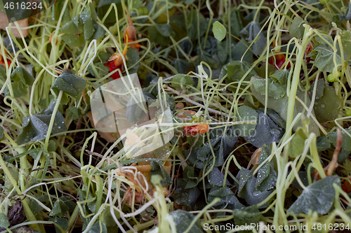 Image of Nasturtium leaves and flowers killed by frost 