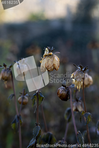 Image of Dahlia plant killed by frost in winter