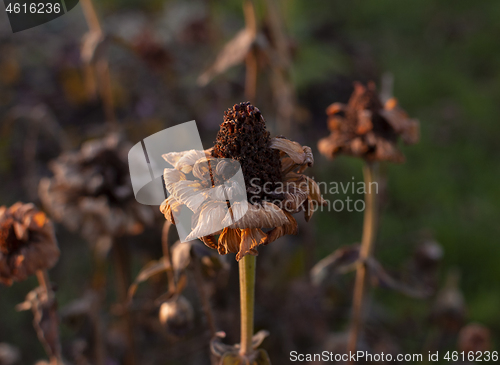 Image of Dead zinnia flower in late afternoon winter light