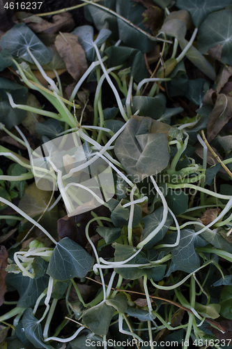 Image of Tangled nasturtium foliage killed by frost in winter
