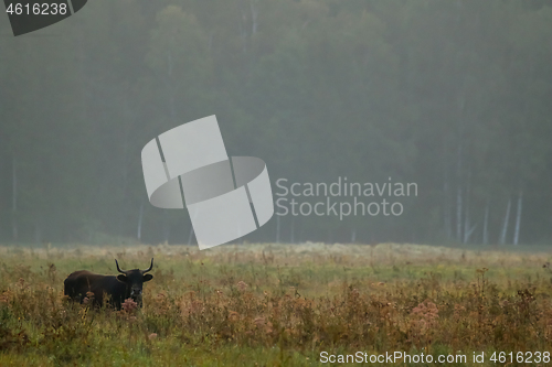 Image of Bull grazing in the meadow on foggy summer morning.