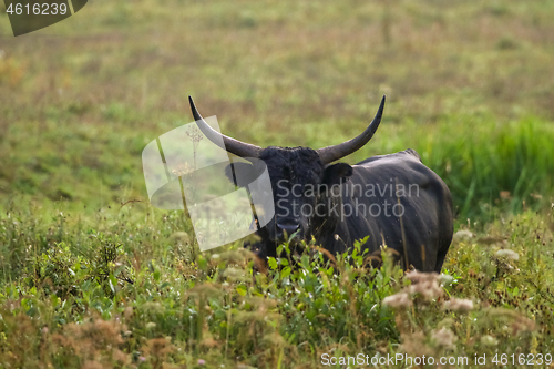 Image of Bull grazing in the meadow on summer morning.