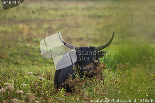 Image of Bull grazing in the meadow on foggy summer morning.