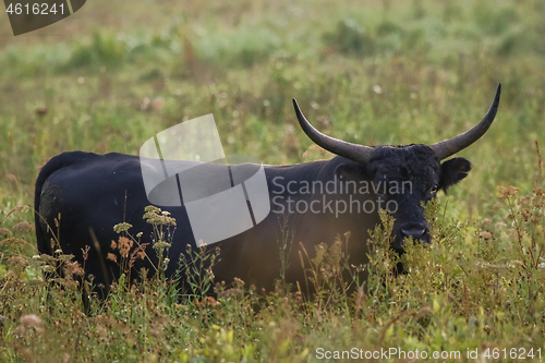 Image of Bull grazing in the meadow on foggy summer morning.