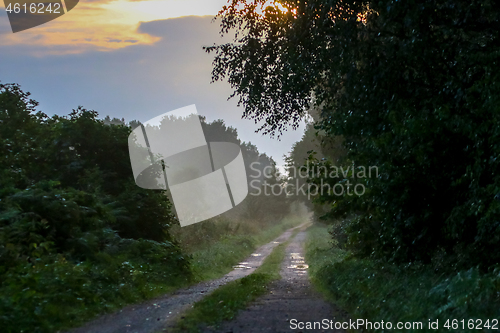 Image of Puddles on the country woods road in foggy morning.