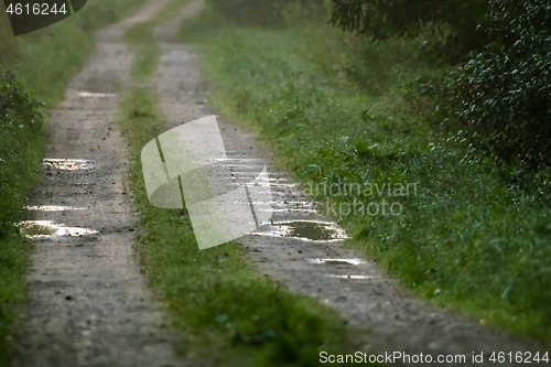 Image of Puddles on the country woods road in foggy morning.