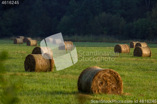 Image of Hay bales on the field after harvest in morning.