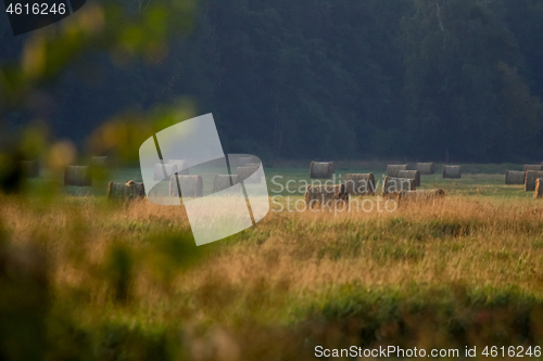 Image of Hay bales on the field after harvest in foggy morning.