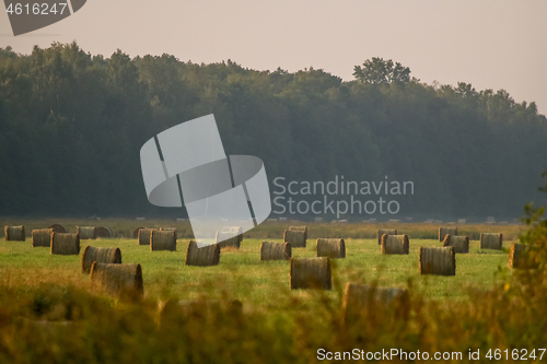 Image of Hay bales on the field after harvest in foggy morning.