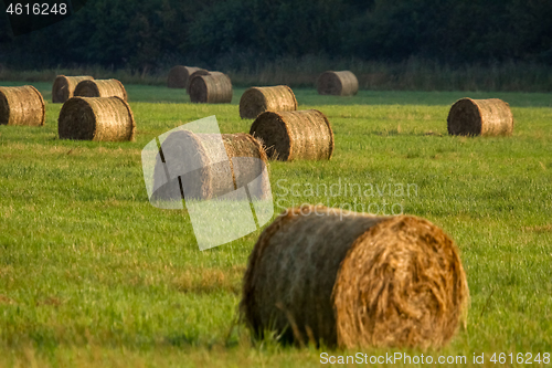 Image of Hay bales on the field after harvest in morning.