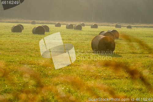 Image of Hay bales on the field after harvest in foggy morning.