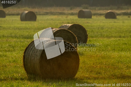 Image of Hay bales on the field after harvest in foggy morning.