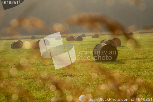 Image of Hay bales on the field after harvest in foggy morning.