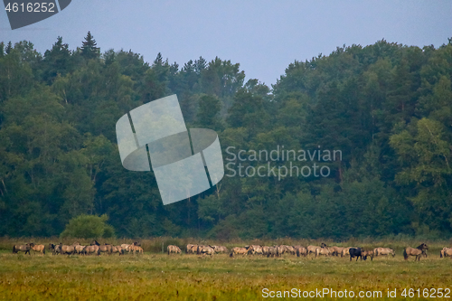 Image of Landscape with horses grazing in meadow.