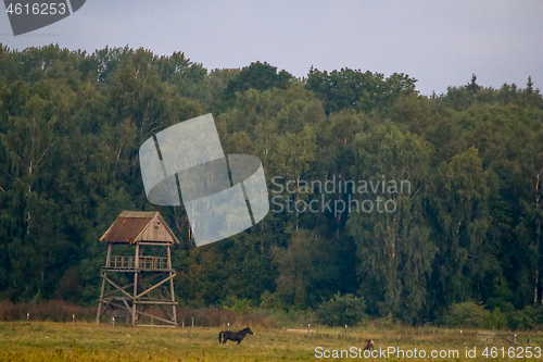 Image of Landscape with horses grazing in meadow.