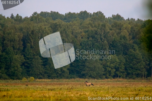 Image of Landscape with horses grazing in meadow.