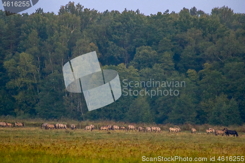 Image of Landscape with horses grazing in meadow.