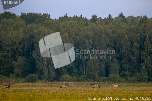 Image of Landscape with horses grazing in meadow.