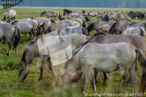 Image of Wild horses grazing in the meadow on foggy summer morning.