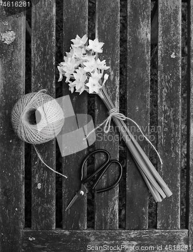 Image of Narcissi tied with twine, with garden string and scissors