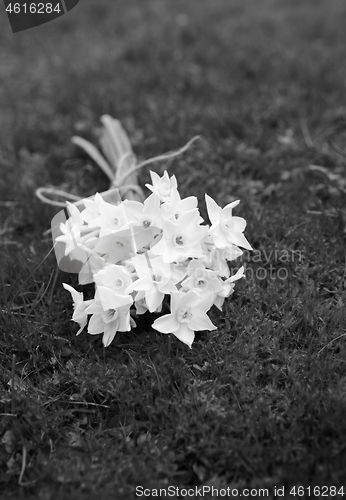 Image of Spring bunch of white narcissus blooms