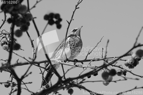 Image of Fieldfare perching on branch of crabapple tree in bright sunligh