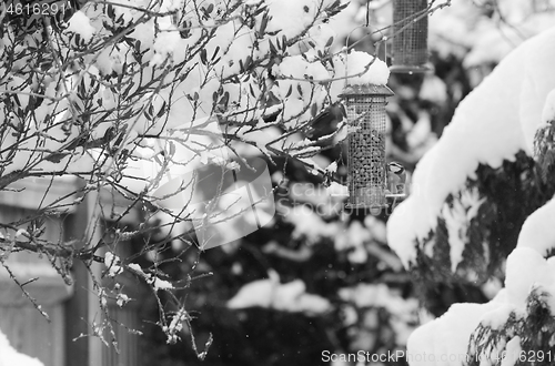 Image of Blue tit takes peanuts from bird feeder in winter