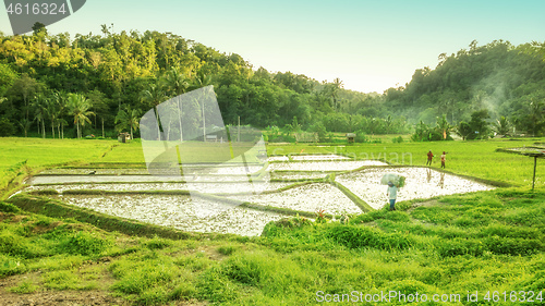 Image of Bali landscape with verdant green rice field