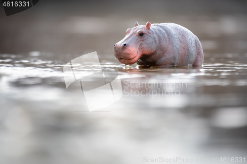 Image of Toy hippopotamus in the water