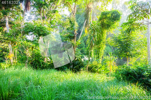 Image of Lush green Bali nature plants vegetation