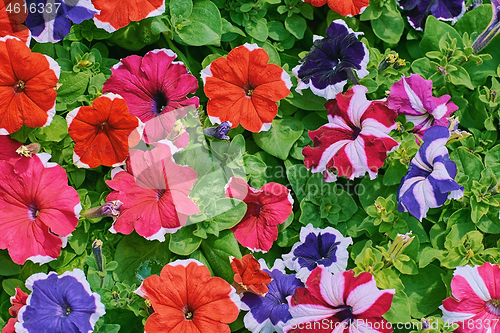 Image of Petunias Different Colors