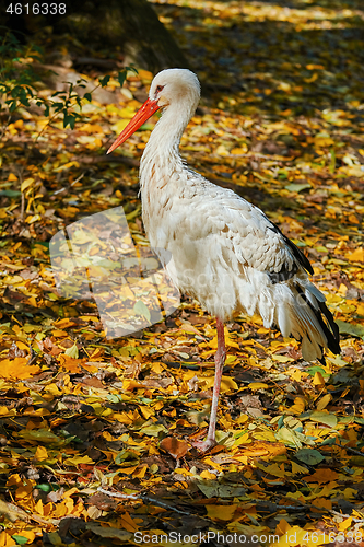 Image of Stork in Autumn