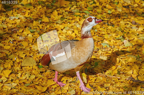 Image of Egyptian Goose (Alopochen Aegyptiaca)