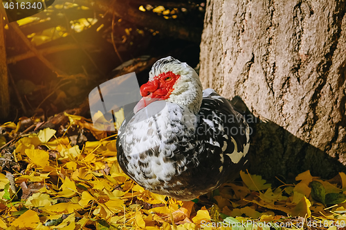 Image of Muscovy Duck (Cairina Moschata)