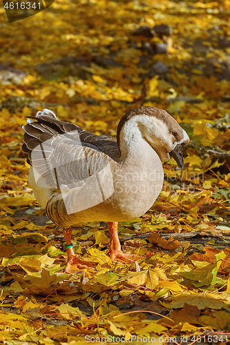 Image of Swan Goose (Anser Cygnoides)