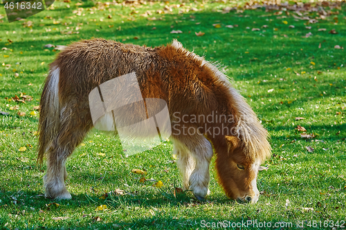 Image of Pony Grazing on a Lawn