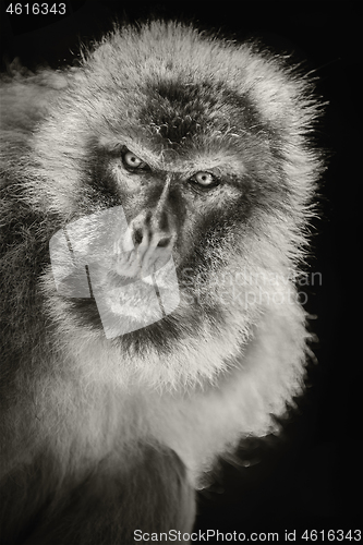 Image of Barbary Macaque (Macaca Sylvanus)