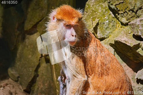 Image of Portrait of Patas Monkey