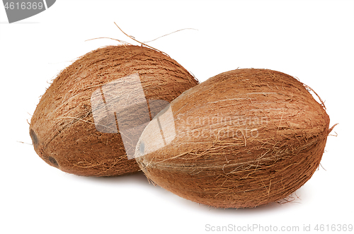 Image of Two Coconuts over White 