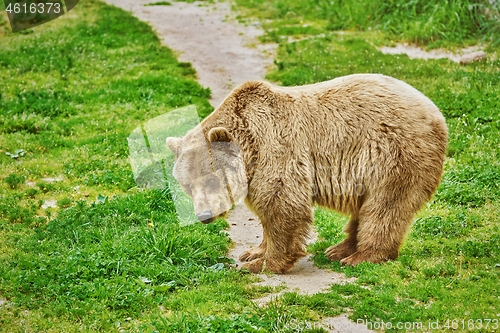 Image of Brown Bear on Grass