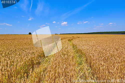 Image of Field of Rye