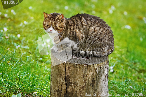 Image of Cat on a Tree Stump