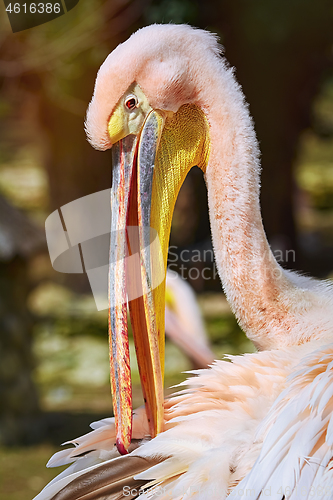 Image of Portrait of Pelican